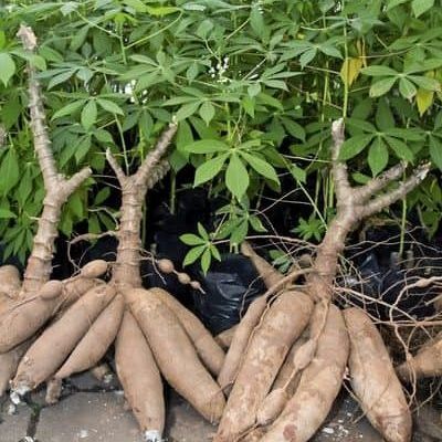 Fresh Cassava Tubers