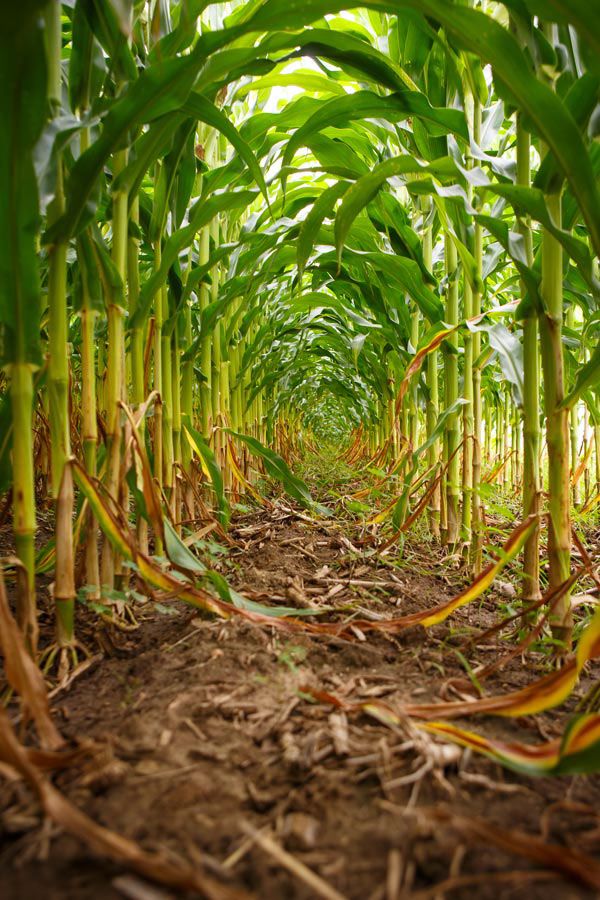 Yellow Maize (Dried)