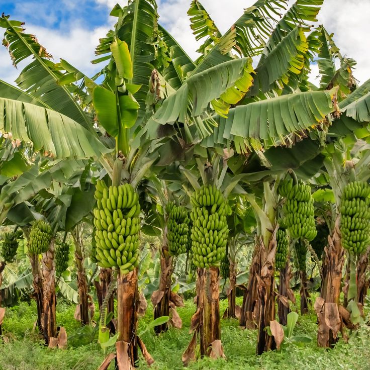 Green Plantain Bunches