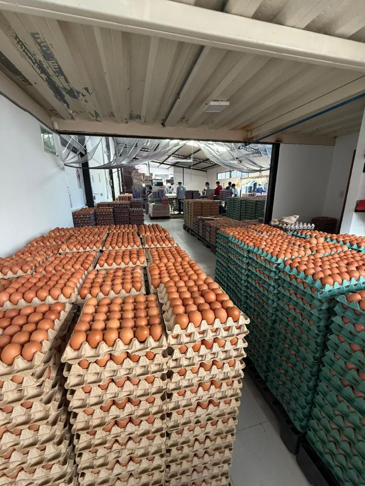 Layer hens feeding in a modern poultry farm