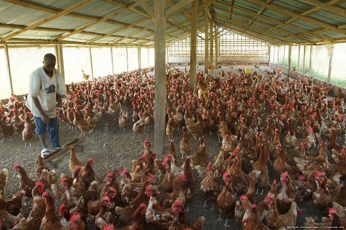 Large free-range poultry house in Oyo State