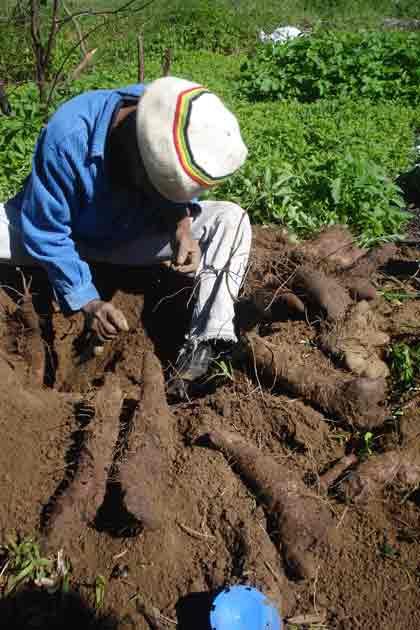 White Yam Tubers